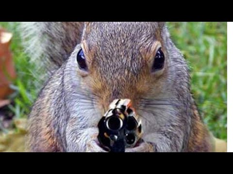 Shots fired....Shots fired... (The Acorn Incident)  🐿️