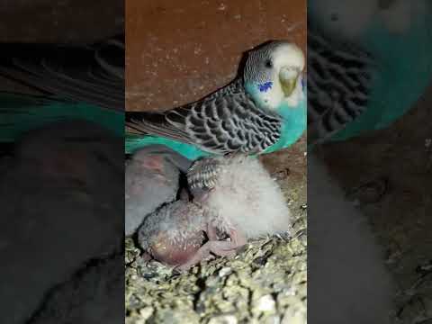 Budgie bird egg hatching Chicks Growth Day 15 #Viral #Shorts