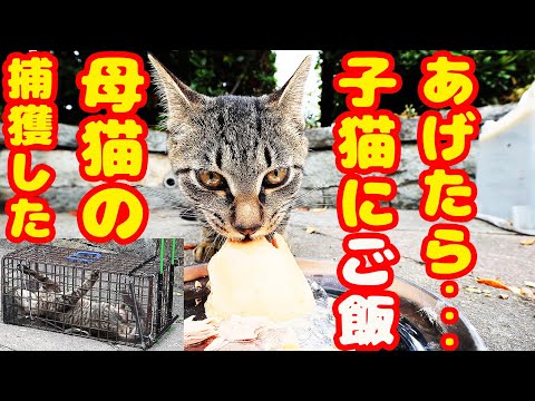 捕獲した母猫の子猫にご飯をあげたら・・・