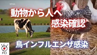 鳥インフルエンザ感染　動物から人への感染確認