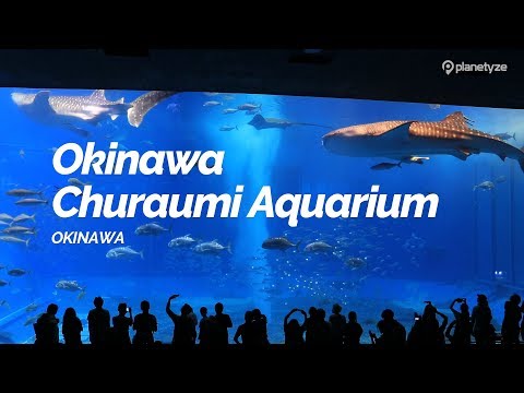 Okinawa Churaumi Aquarium, Okinawa | Japan Travel Guide