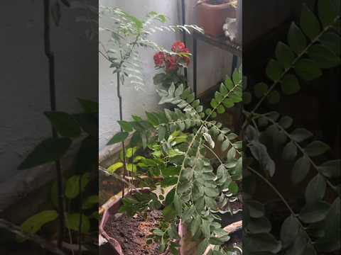 Curry leaves plant saplings added into used pot (S-128) #shorts #youtubeshorts #garden #kadipatta