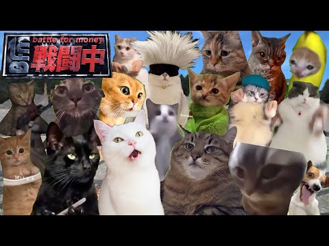 戦闘中をすることになった猫たちの日常Part最終回【猫ミーム】【猫マニ】