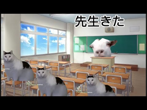 猫ミーム#猫ミーム #猫