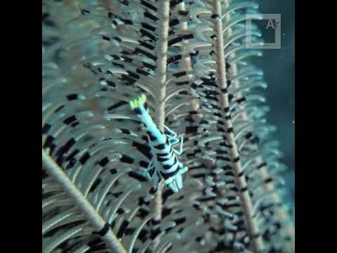 Macro Life inside a crinoid - Tiny underwater critters shot with a cheap cellphone