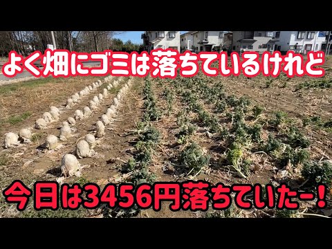 主力野菜達は順調に発芽してきました。最後の畑はたまにお宝がある。