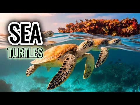 Sea Turtles: Unbelievable Facts You Need to Know!