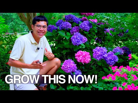 Easy Beautiful Cut Flowers to Grow in Summer, Tips & Tour