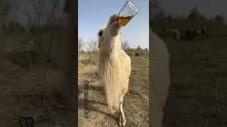 Camel vs Juice #animals #tiktok #india #camel