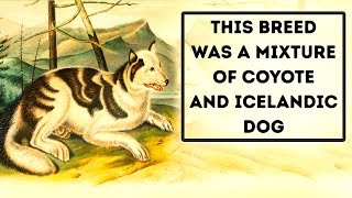 12 Extinct Dog Breeds And 9 New You Haven't Heard About