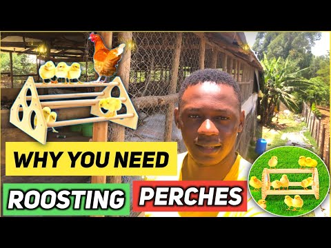 Benefits Of Roosting Perches To Chicken