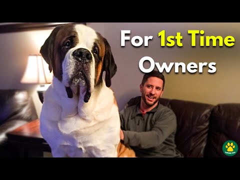 TOP 5 GIANT Size Dog Breeds For 1st Time Owners!