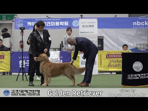 2023 서울 FCI 국제 도그쇼(Golden Retriever)