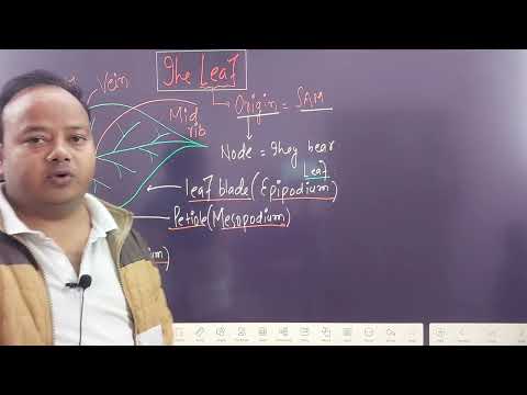 The Leaf|Morphology in Flowering plants|Class 11 Biology|NEET Biology