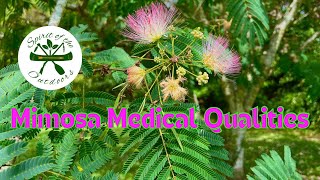 Mimosa Medicinal Qualities