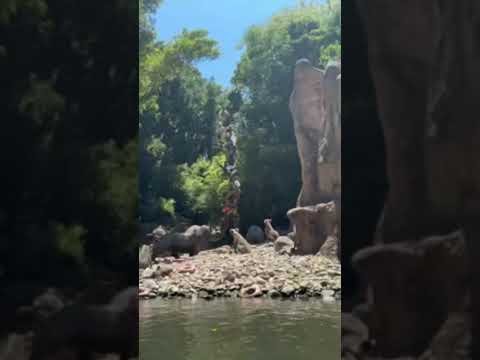 Jungle Cruise at Disneyland