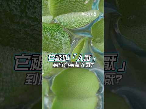 【外來種：人厭槐葉蘋】公視 我們的島#Short