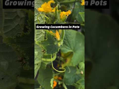 Growing Cucumbers in Pots