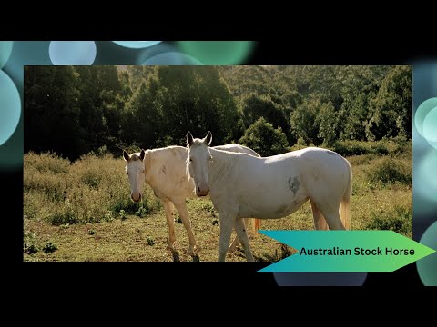 Meet the Versatile Australian Stock Horse 🇦🇺🐴 | The Ultimate Working Horse!