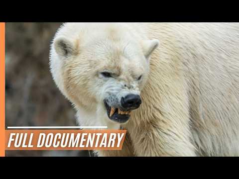 Surviving Summer: A Journey with Polar Bears on Hudson Bay | Full Documentary