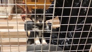 【豆柴】手のひらサイズの子犬がいる暮らし【ほのぼの動画】Living with a small puppy