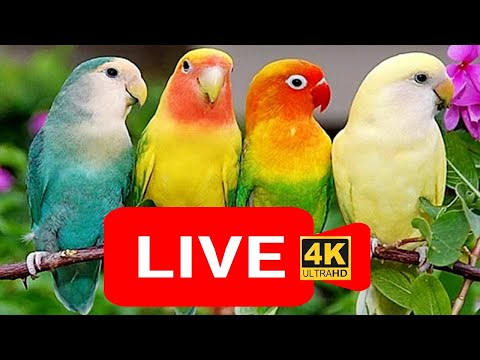 🔴Live bird live stream for cats | love birds sounds🎵🔊 | Lovebird Singing & Chirping | cat tv,