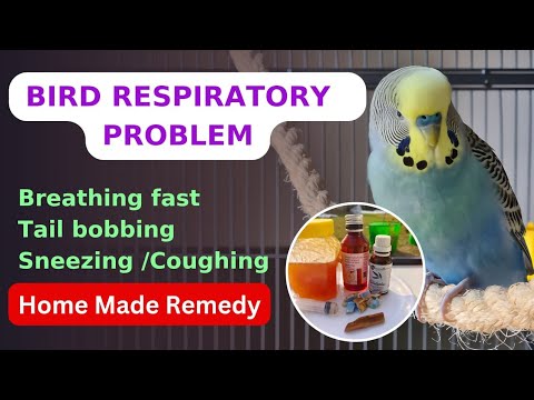 Bird breathing problem | Budgie respiratory problem| Tail bobbing| Sick bird treatment