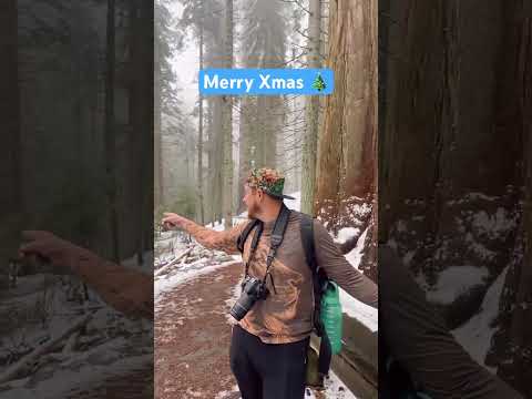 Merry Christmas in the sequoia‘s national Park #christmas #snow #sequoias #nature #xmas #fun#beauty￼