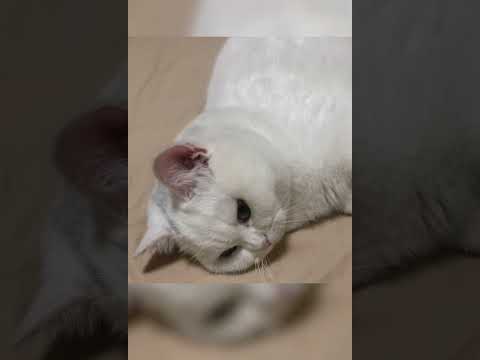 肥嘟嘟二猫组