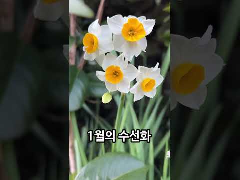 제주도는 1월에 수선화도 핍니다🫢 오늘 촬영!