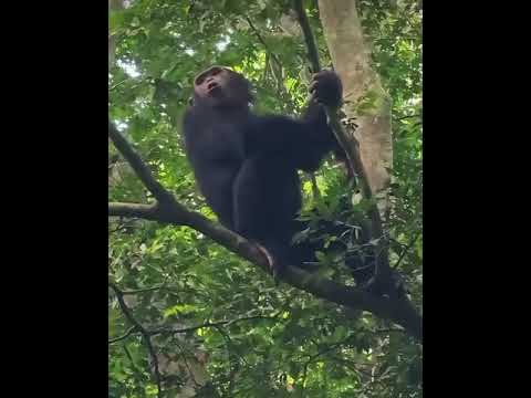 Chimpanzee Tracking in Uganda. #wildlife #UgandaSafari #ugandawildlife #Chimpanzee #Primates