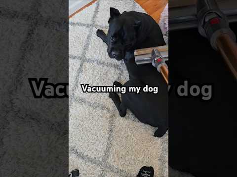 Vacuuming my Cane Corso #canecorso #sh#funny