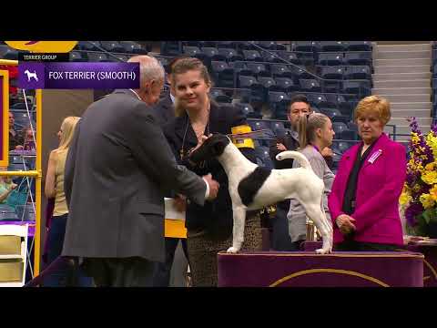 Fox Terriers (Smooth) | Breed Judging 2024