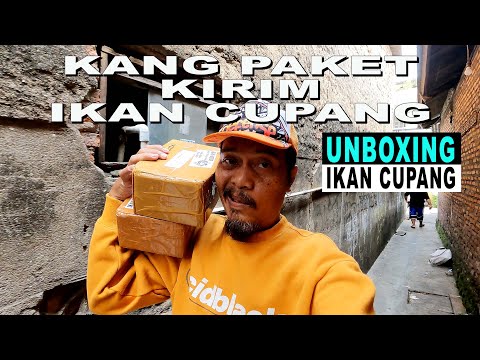 UNBOXING IKAN CUPANG DI BELIIN KO FRENGKY