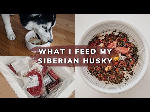 Best Food for Siberian Huskies | From Kibble to Raw Diet