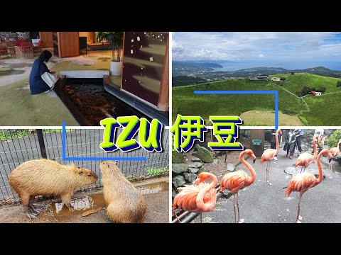 [日本伊豆上集] Japan Izu Part 1大室山&伊豆仙人掌動物工公園&稲取銀水莊飯店 Mt.Omuro & Izu Shaboten Zoo & Hotel Inatori Ginsuiso