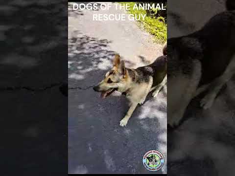 FUNNY! DOGS Being SCARED! FOLLOWING around the ANIMAL Rescue Guy #dogs #animalrescue #wildlife