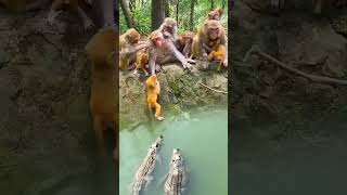 #animalbehavior #monkey #animalwonders #animals