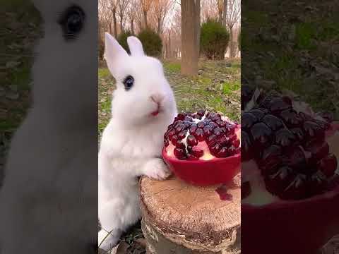 cute baby 🥰 rabbit.... #rabbit #bunny