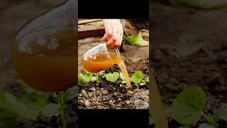 Make LIQUID FERTILIZER At Home For A Thriving Garden