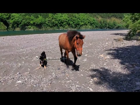 馬を散歩させる犬