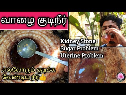 வாழை குடிநீர்/Banana stem water/best medicine for kidney Stone/how to get Banana tree water