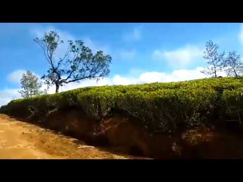 Handunugoda Tea Estate, Srilanka# SMKG entertainment and online shopping