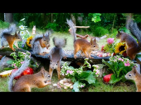 Best for Dogs🐶 EPIC Red Squirrel Fun🐿️ Shadow Tails are on the move again