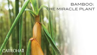 Bamboo: The Miracle Plant