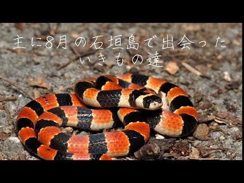 主に8月の石垣島のいきもの達