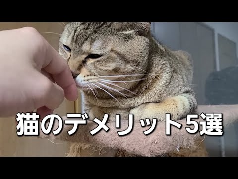 猫のデメリット5選【猫の豆知識】