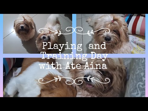 Playing and Training Day with Ate Aina #shihtzu #cutiepuppies #happylife