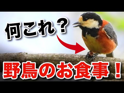 野鳥は何を食べる？自然と共に生きる驚きの生態！