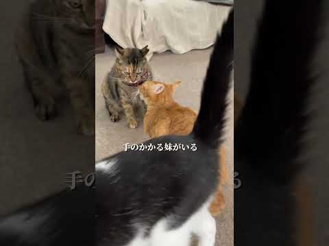 メイさんの特性。#保護猫